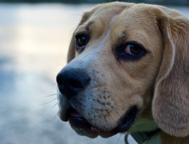 8 foto di cani che sanno come rendere speciale ogni momento della giornata