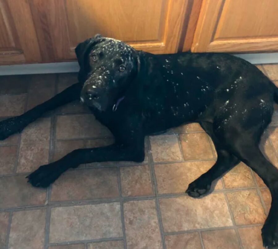 cane nero sporco di farina