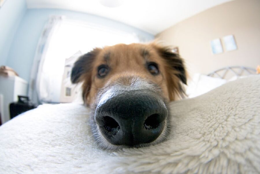 cane naso sul letto 