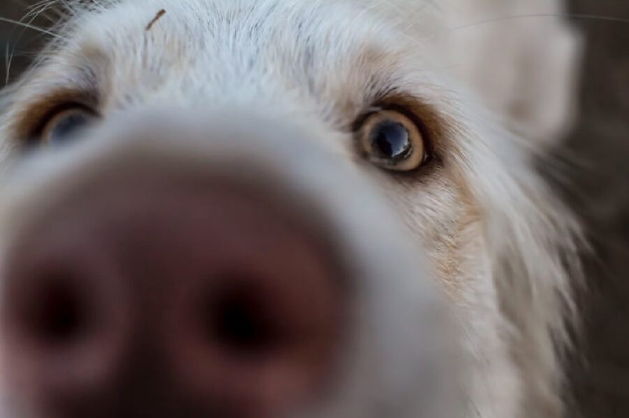 cane occhi aperto spalancato 