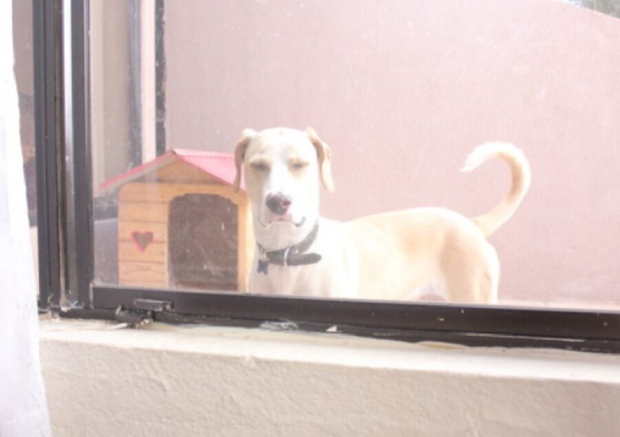 cane fuori finestra vicino cuccia