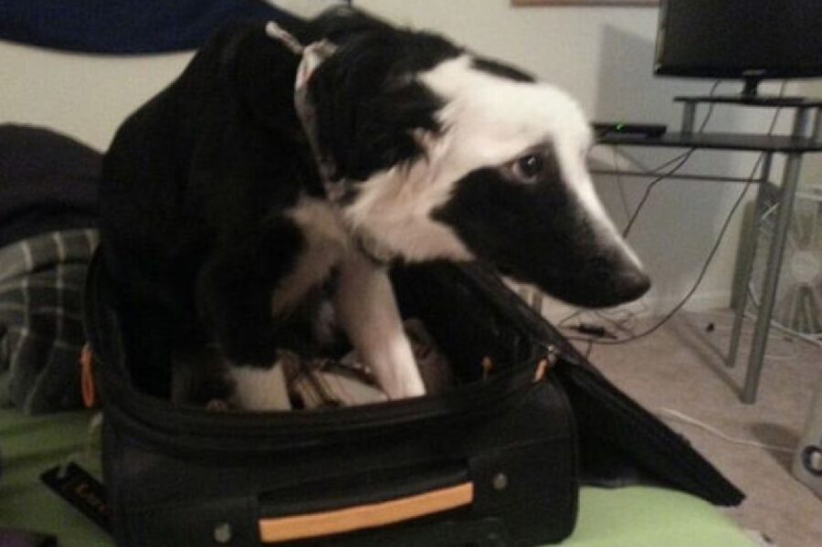 cane dentro valigia per viaggio