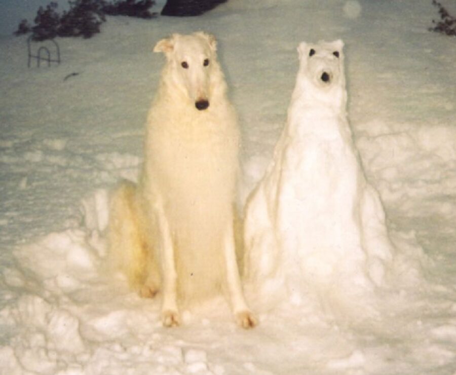 cane assomiglia a controfigura di neve