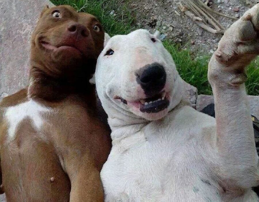 coppia di cani si fa un selfie