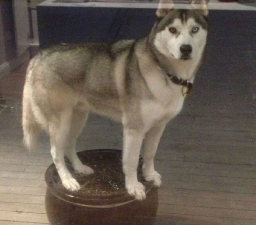 cane husky sui bordi di un vaso