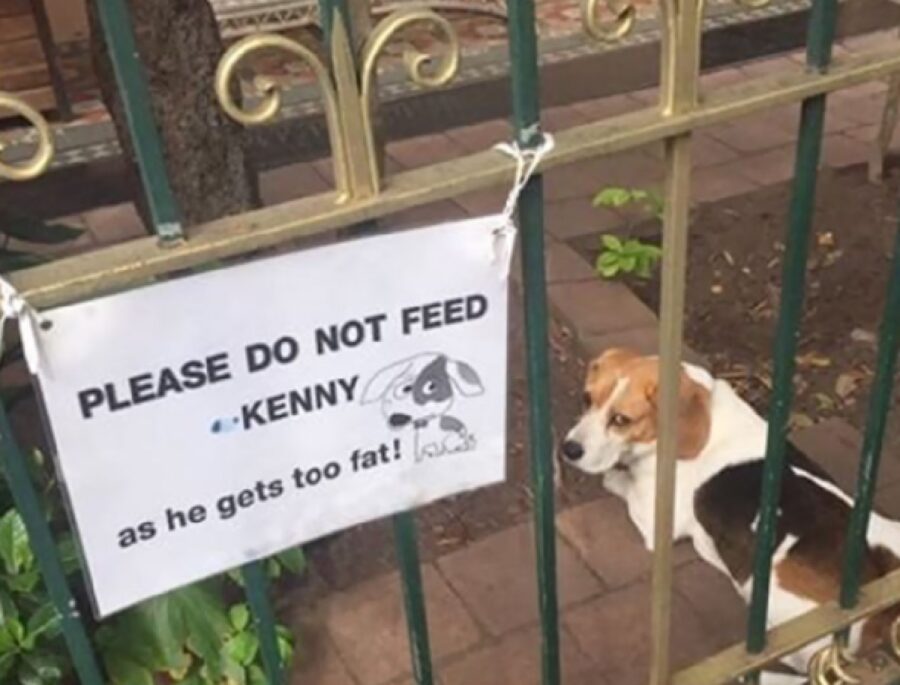 cucciolo di beagle triste