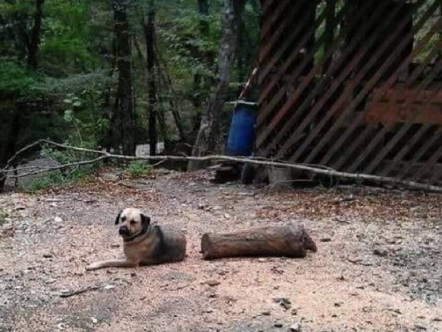 cane sembra diviso a metà