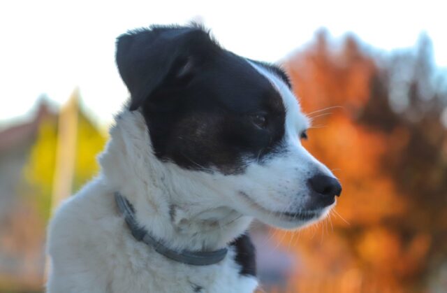 8 foto di cani che sono troppo occupati a far ridere il mondo con le loro “trovate”