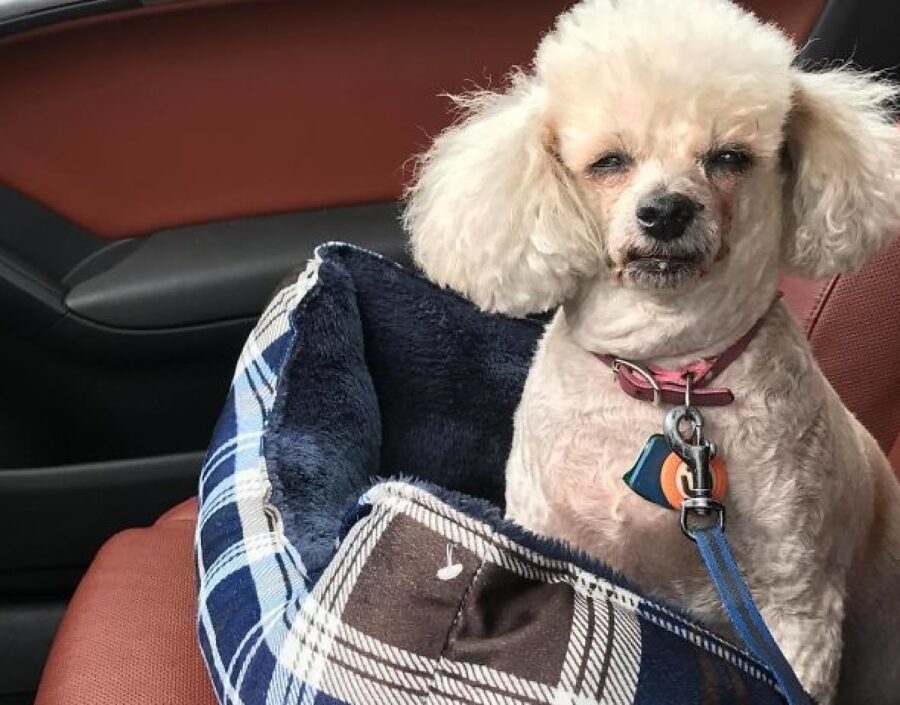 cagnolino barboncino dentro cuccia