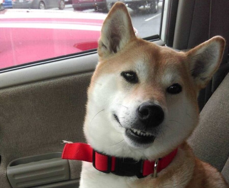 cane shiba inu collare rosso 