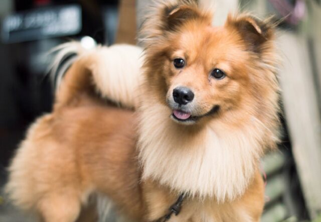 8 foto di cani che volevano passare la giornata al parco, invece finiscono dal veterinario