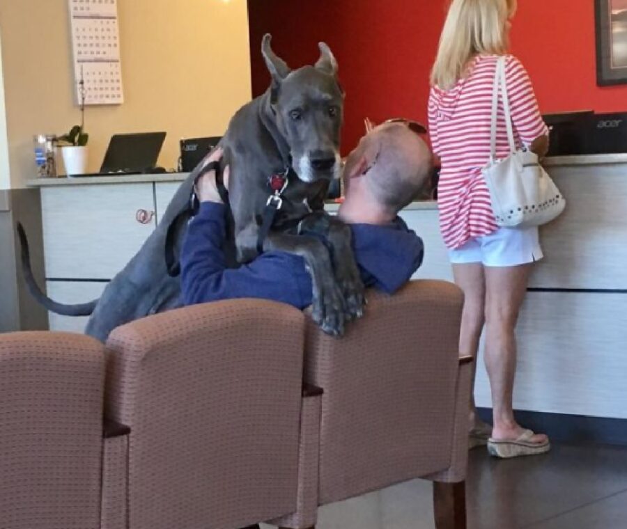 cane abbraccia proprietario