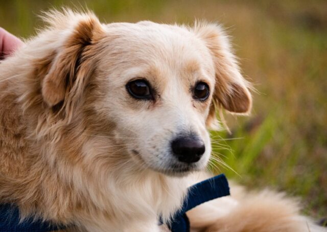 8 foto di cani convinti di andare al parco ma che scoprono come la destinazione sia ben altra