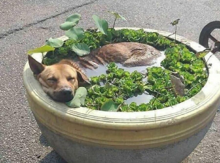 cane dorme in un vaso pieno d'acqua