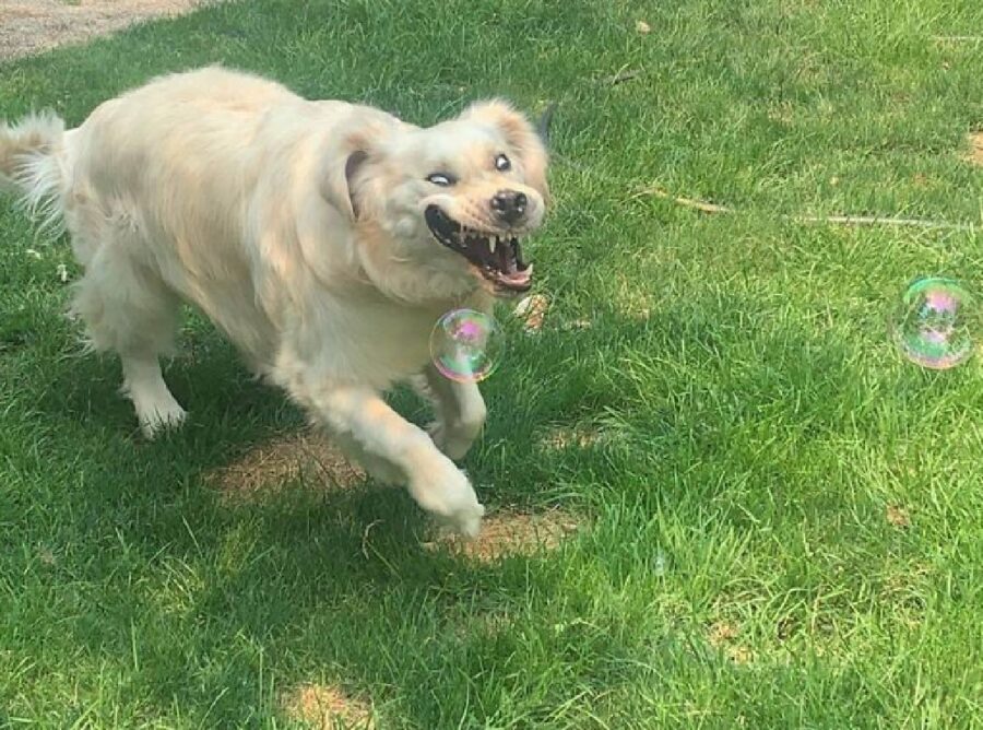 cane corre felice su un prato