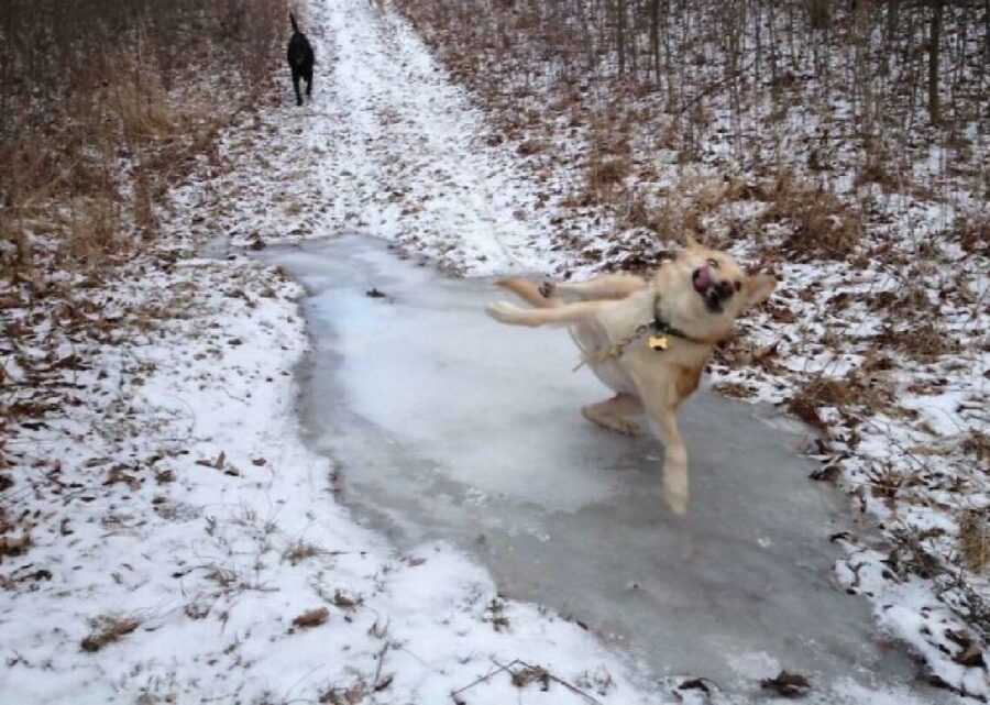 cane scivola sul ghiaccio