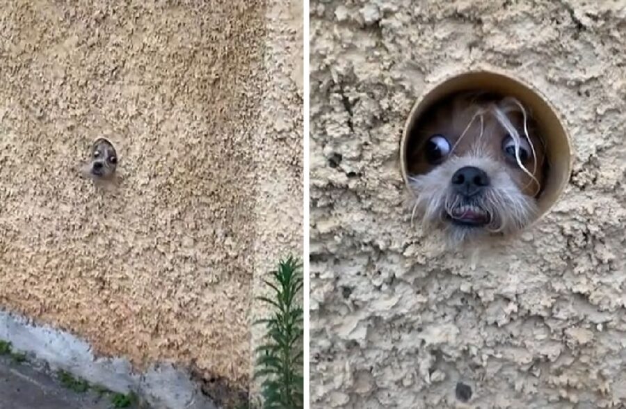 cagnolino sbuca fuori da muro