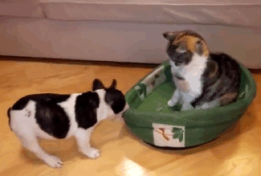 cagnolino trascina cuccia verde