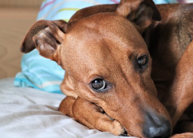 8 foto di cani costretti a dormire per terra perché il gatto ha rubato loro la cuccia