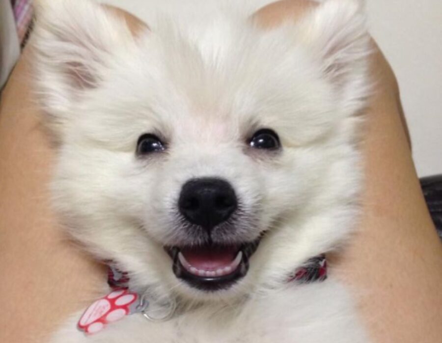 cagnolina bianca di pelo