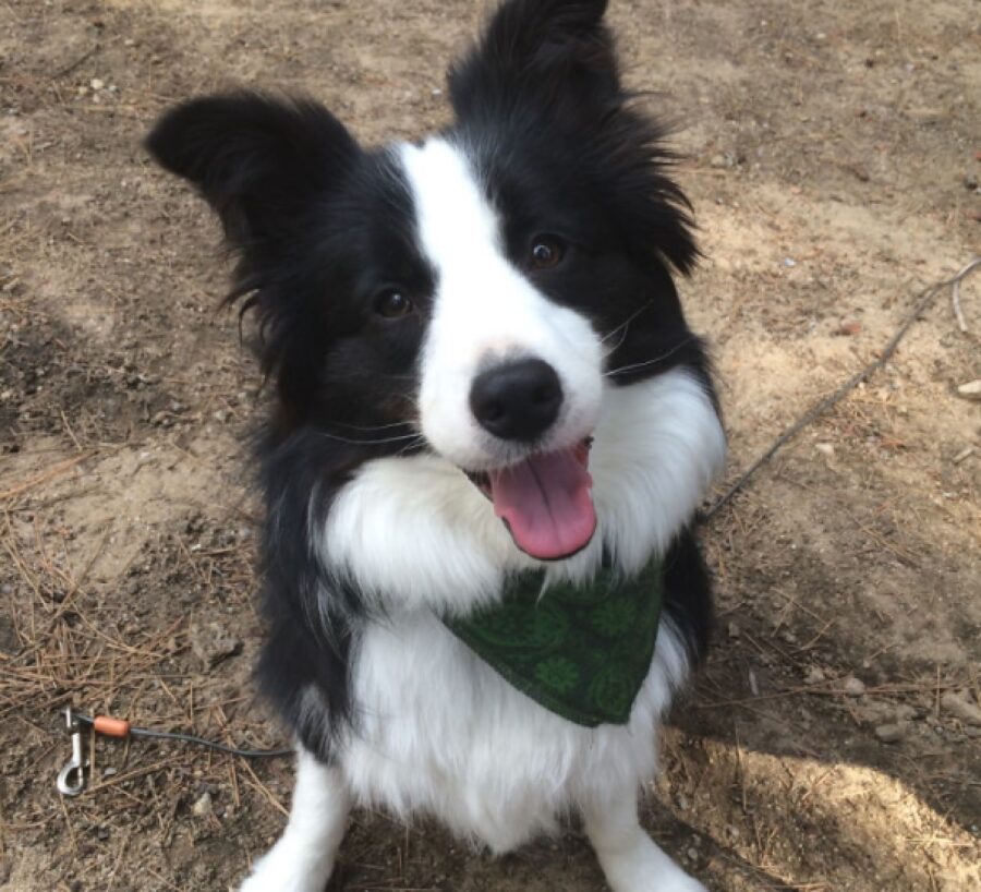 cane felice perché nel parco