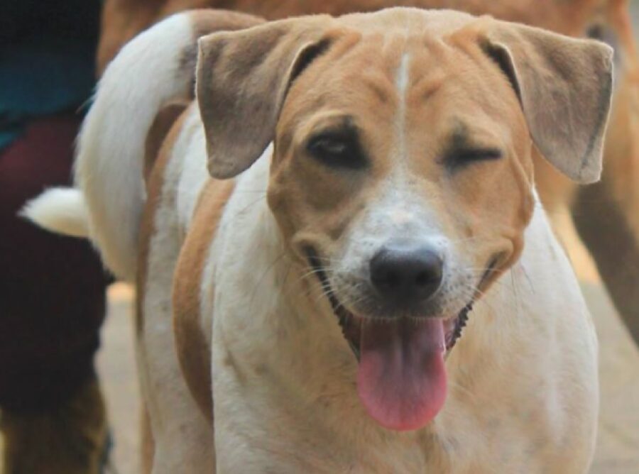 cane occhiolino efficace