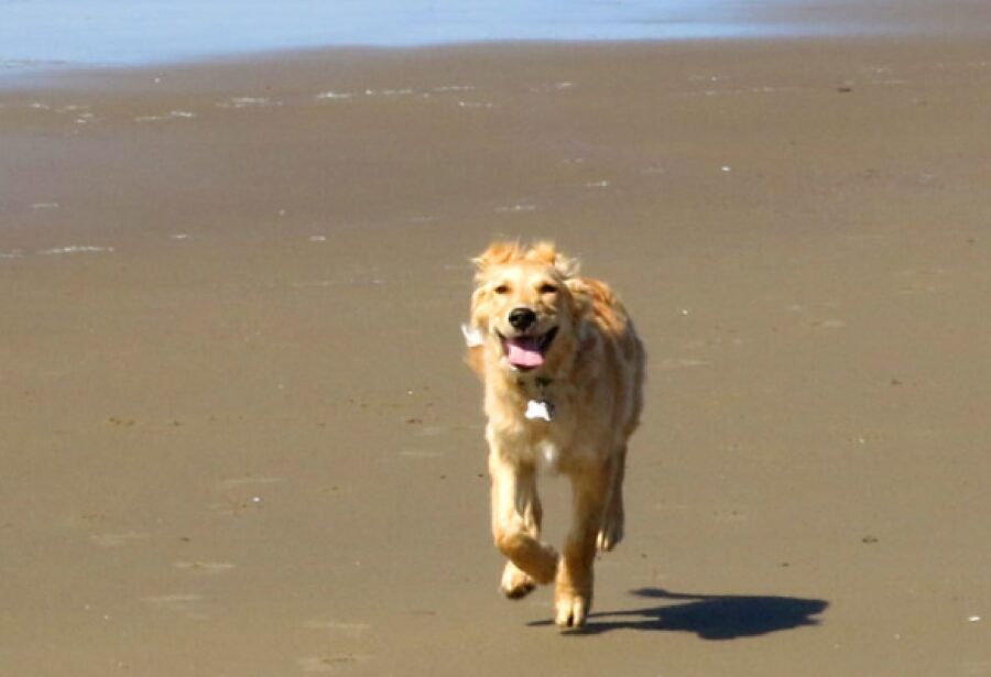 cane felice corre spiaggia
