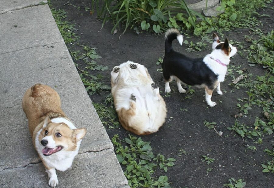 cagnolini sul prato del giardino