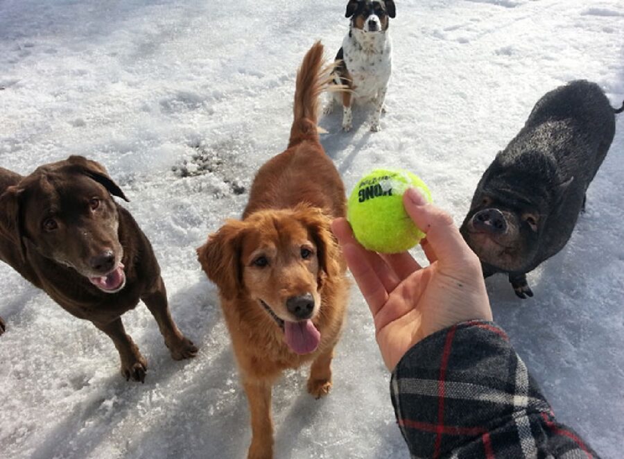 cani giocano con palla tennis