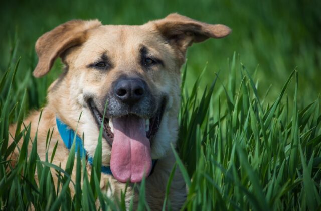 8 foto di cani dalla comicità così sincera da risultare quasi invidiabile