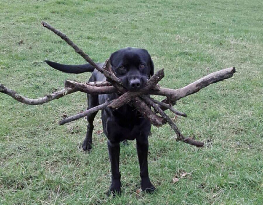 cane tanti bastoni in bocca