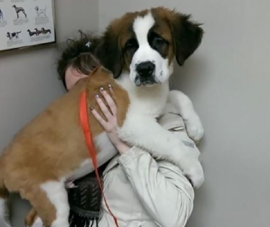 cagnolino guinzaglio attaccato rosso