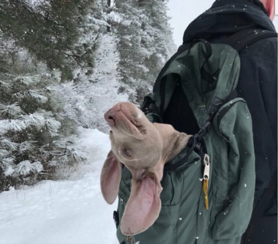 cane dentro zainetto mentre nevica