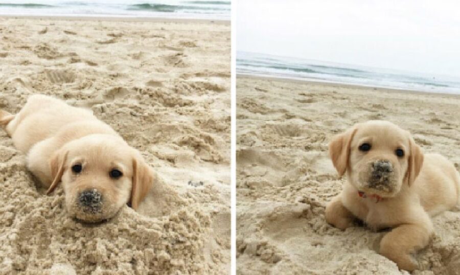 cane gioca con la sabbia
