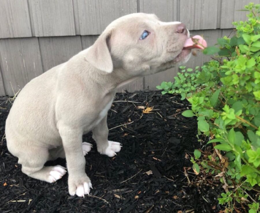 cagnolino pitbull mangia piante