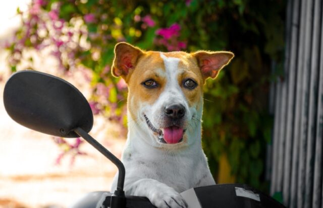 8 foto dietro le quali si celano delle storie di cani davvero avvincenti e simpatiche