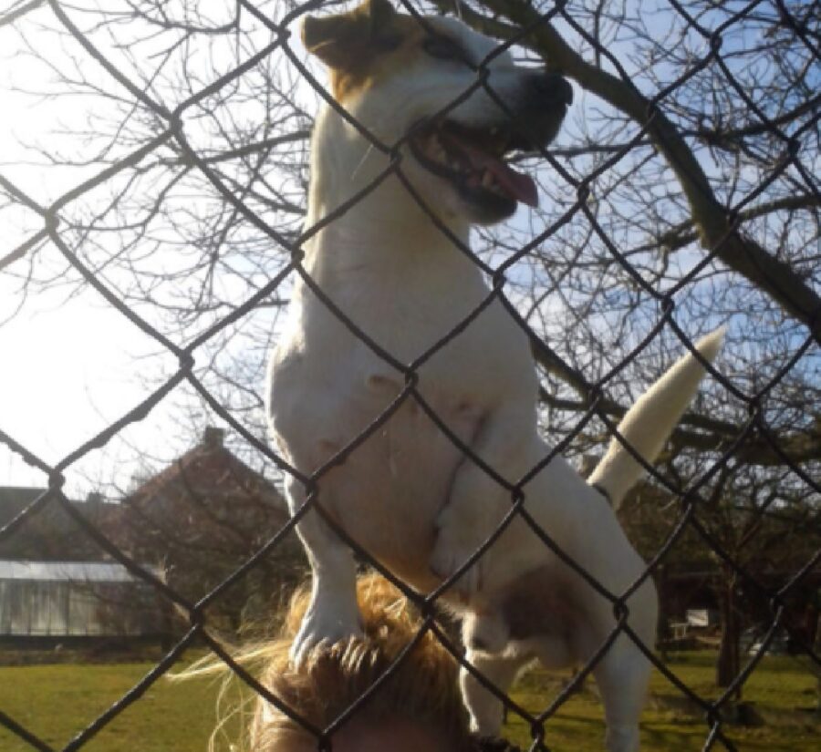 cane jack russell arrampicato testa mamma