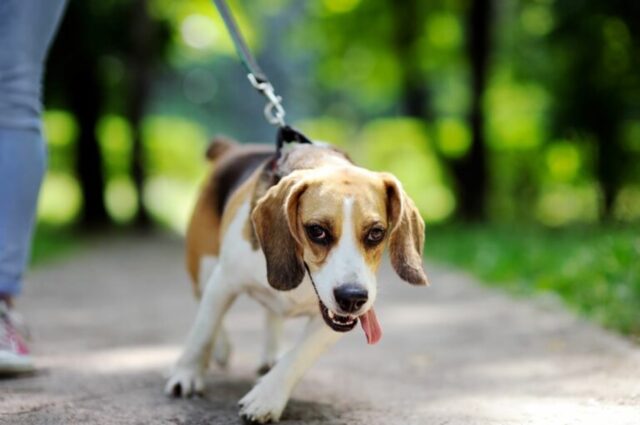 5 accessori per la passeggiata del cane, i migliori in circolazione