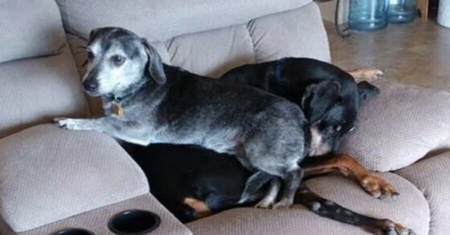 due cani abbracciati in poltrona