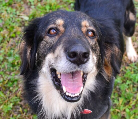 Ada: cagnolina bisognosa d’affetto cerca una casa con un giardino