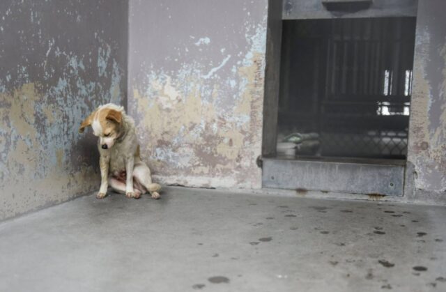 Annabelle, la cagnolina tristissima ha avuto una seconda possibilità