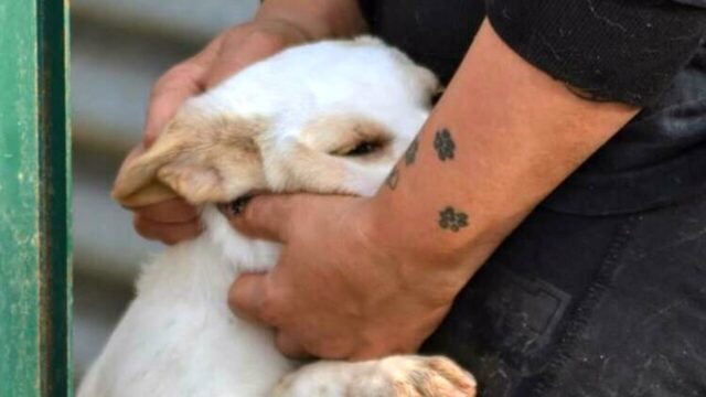 Antje, la cucciola scartata perché bianca  cerca una famiglia