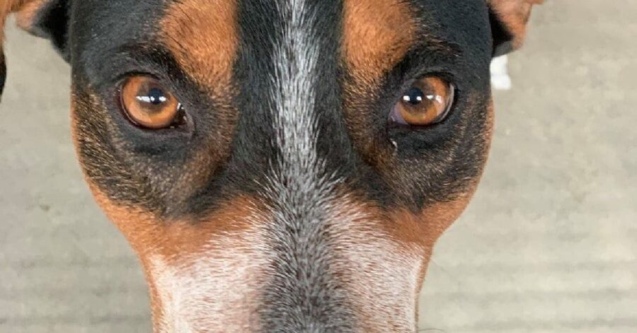 cane con gli occhi grandi e marroni