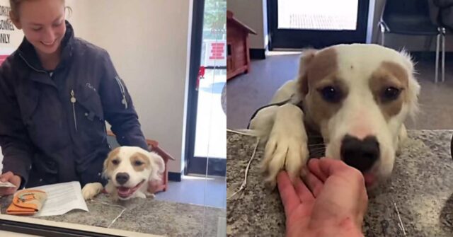 Ava, la cagnolina che fa i salti di gioia quando capisce di essere stata adottata (VIDEO)