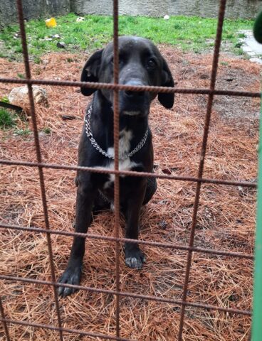 Baldo, il cagnolino che nessuno vuole è alla ricerca di una famiglia