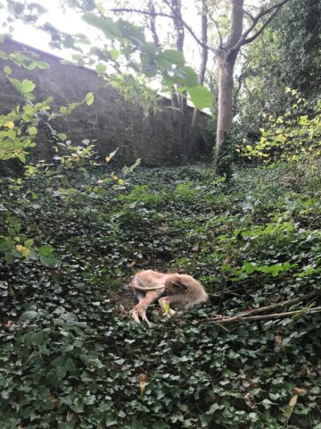 Bang Bang, il cucciolo abbandonato in mezzo al bosco