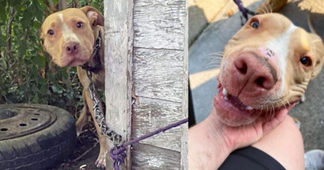 Il cagnolino abbandonato e legato alla catena in un cortile supplicava con gli occhi che gli venisse salvata la vita