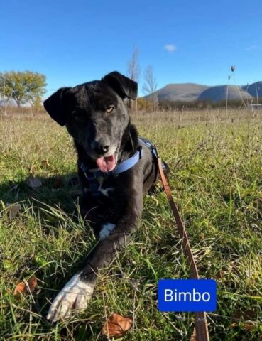 Bimbo, il cagnolino che cerca una famiglia che lo ami