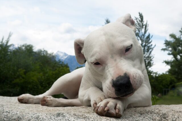 I suoi genitori umani devono trasferirsi, ma la cagnolina Blanca non è ammessa a bordo: loro vendono tutto e noleggiano un aereo