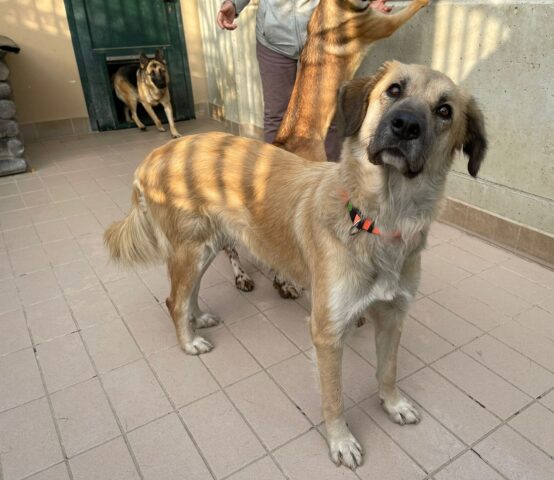 Blondi: 2 anni di puro amore in cerca di una famiglia speciale, aiutiamola